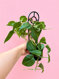 Phildodendron Heart Leaf