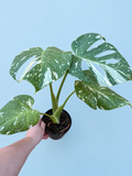 Monstera Thai Constellation