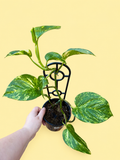 Epiprepnum Devils Ivy