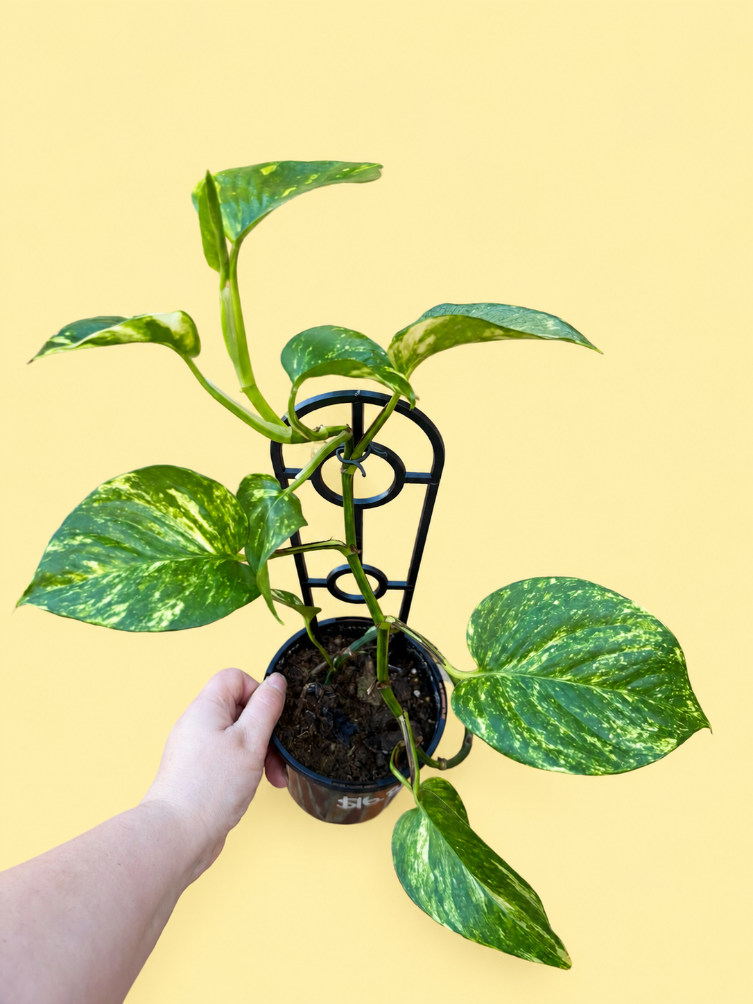 Epiprepnum Devils Ivy