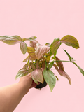 Syngonium Pink Neon