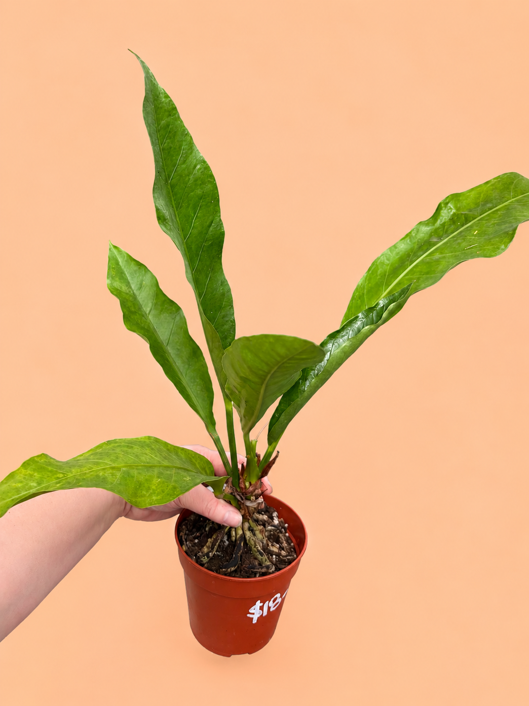 Variegated Anthurium Hookeri